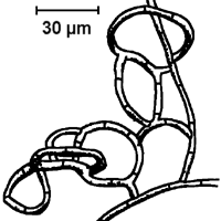 Nematodenfangender Pilz Arthrobotrys oligospora
