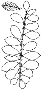 Salix aurita (Ohr-Weide)