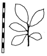 Salix aurita (Ohr-Weide)