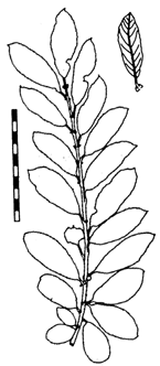 Salix cinerea (Grau-Weide)