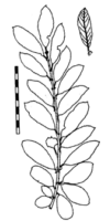 Blätter von Salix cinerea