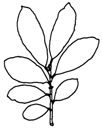 Salix cinerea (Grau-Weide)