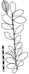 Salix aurita x cinerea (Hybride)